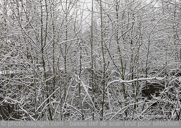 jardin sous la neige